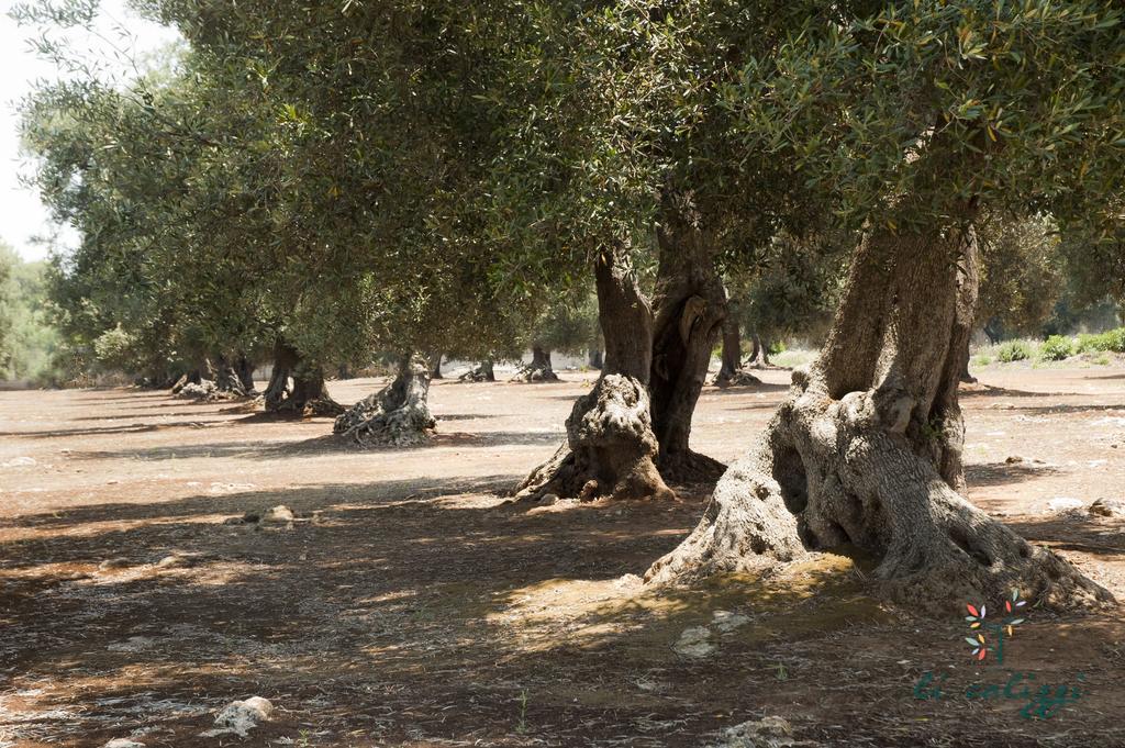 Agriturismo Li Calizzi Arte E Natura Novoli Ngoại thất bức ảnh
