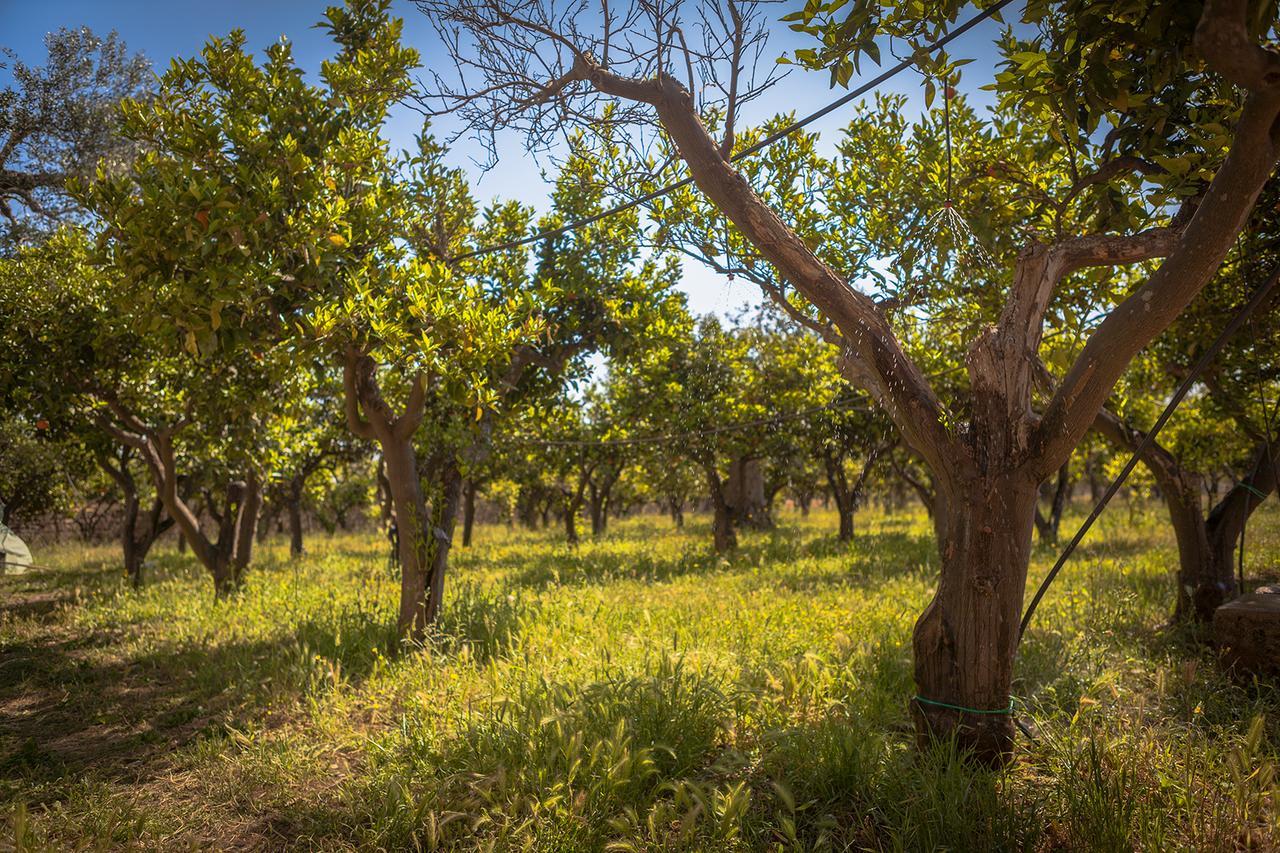 Agriturismo Li Calizzi Arte E Natura Novoli Ngoại thất bức ảnh